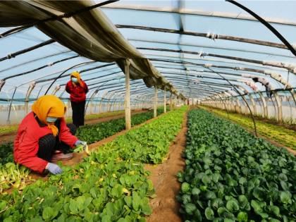 河南信阳市淮滨县2021年设施蔬菜种植基地和栏杆街道东乡村设施农业及冷库项目